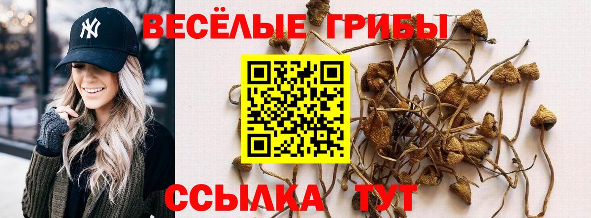 Галлюциногенные грибы Psilocybe Красногорск